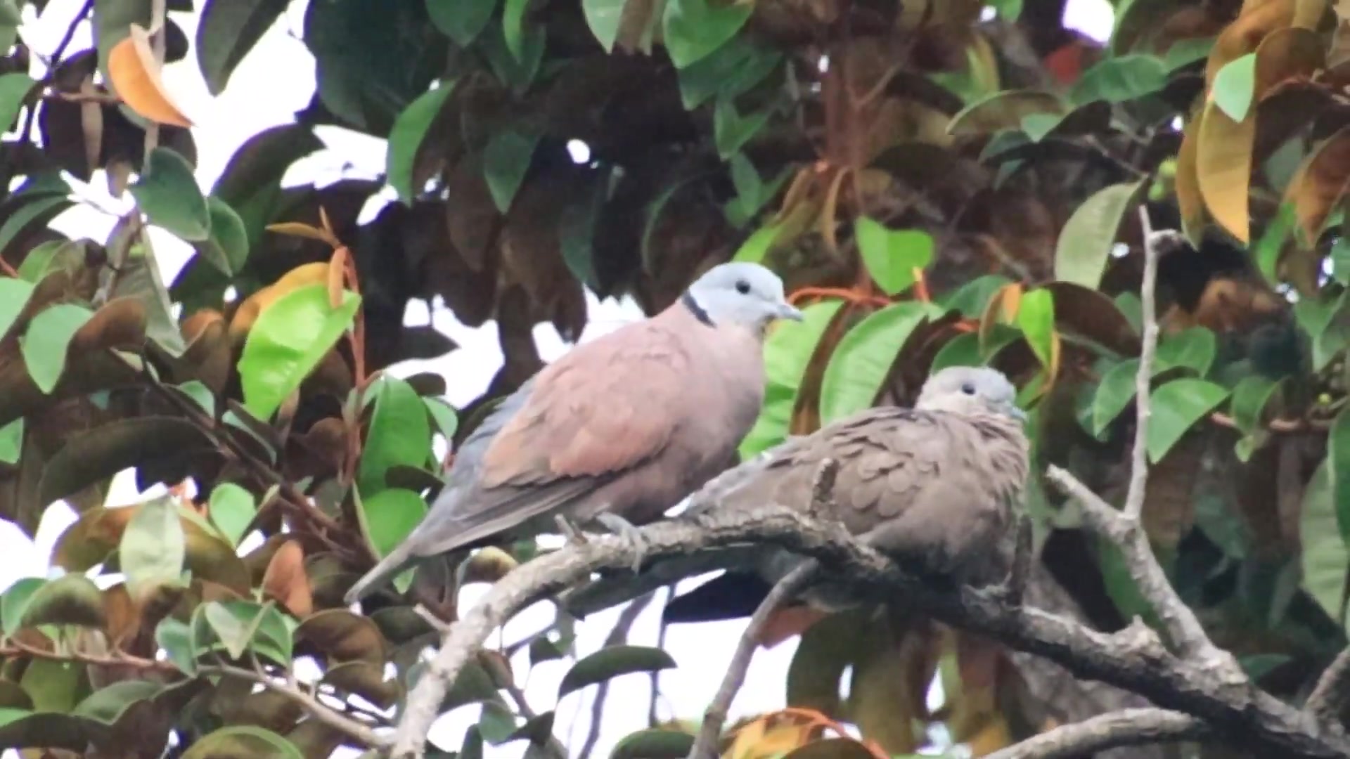 'Video thumbnail for Top Wild of mother dove with baby'
