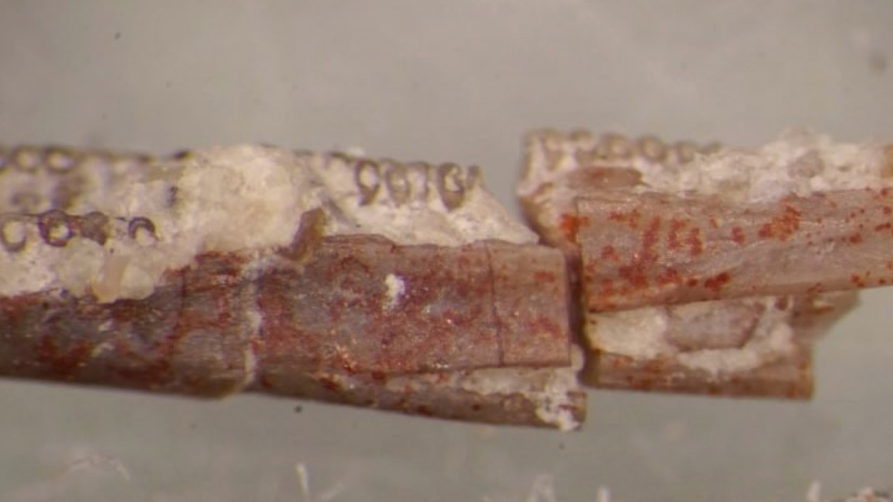 Video thumbnail for A closer look at the world's oldest worm fossil and its place in evolution