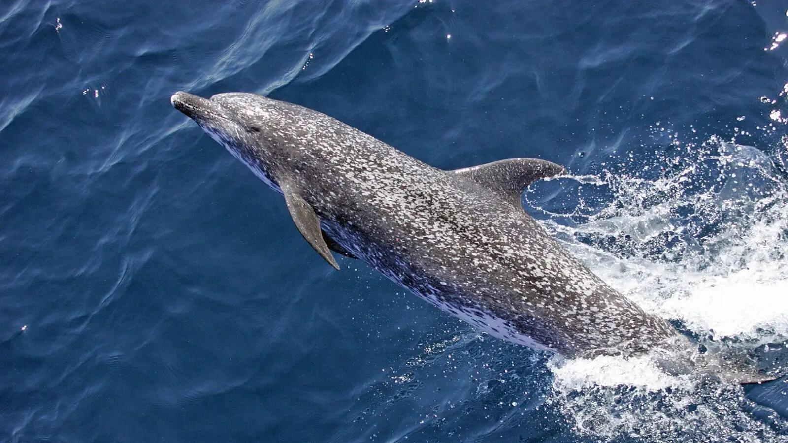 'Video thumbnail for Dolphins: Fascinating Creatures of the Ocean'