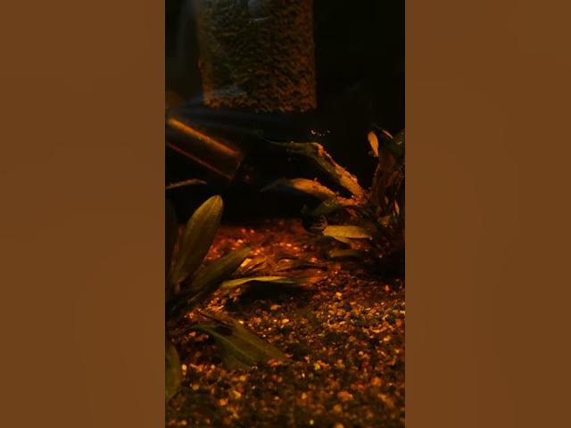 Video thumbnail for Otocinclus catfish doing what Otocinclus catfish do #otocats #apistotank #shorts