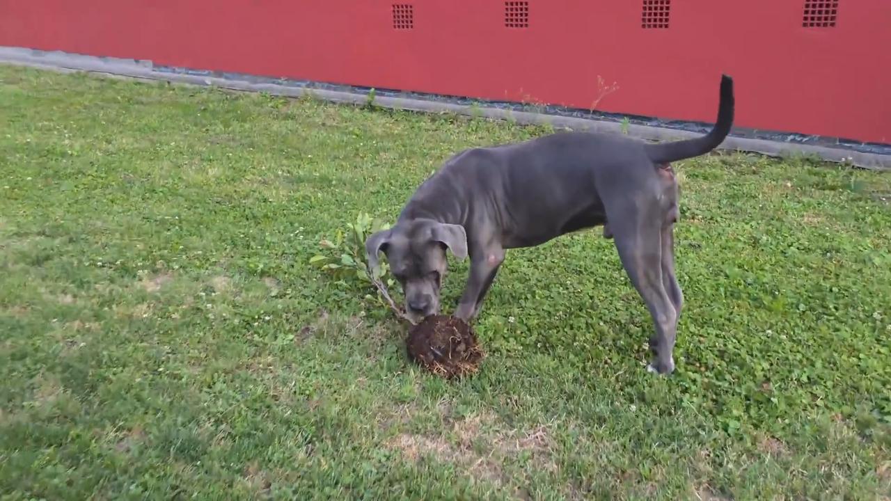 Video thumbnail for Hungary: Dog Digs Up Entire Tree and Carries It Across Backyard.