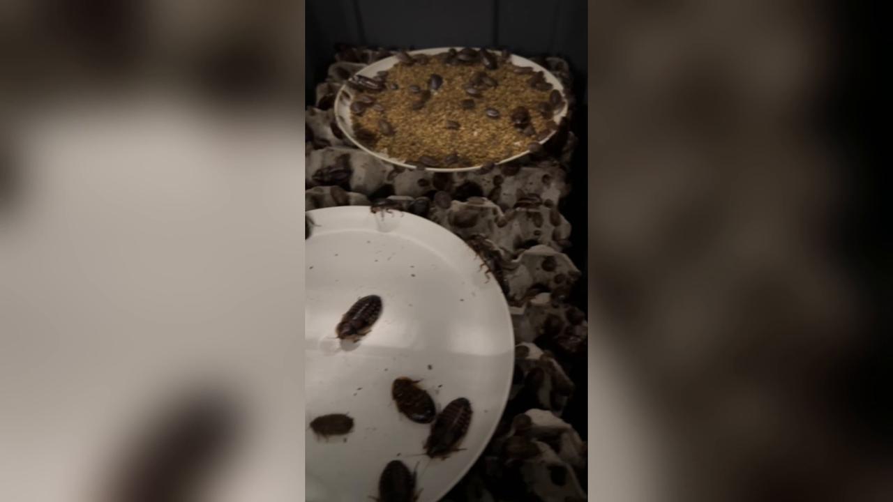 Video thumbnail for Australia: Australia seizes over 100,000 illegal exotic cockroaches in largest invertebrate bust yet.