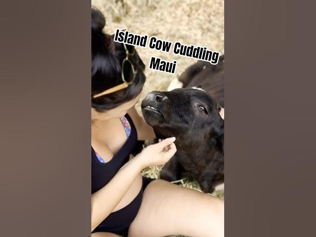 Video thumbnail for Island Cow Cuddles | Road To Hana Maui 🐄