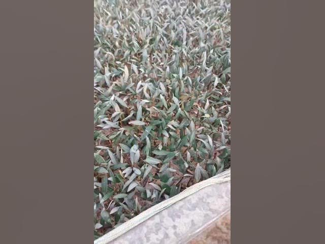 Video thumbnail for استخدامات الترا DRC Irrigation على اشتال الزيتون المعاملة الأولى لطلب المنتج Drzyogo.com