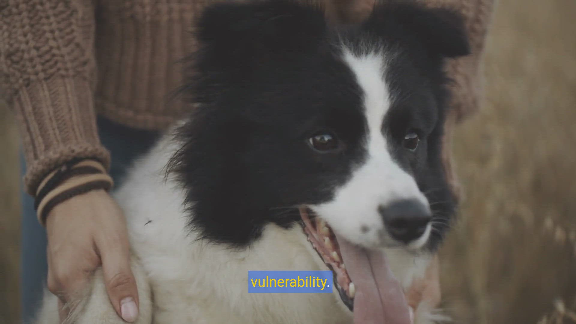 'Video thumbnail for Soothing the Storm: Strategies for Managing Dog Separation Anxiety'