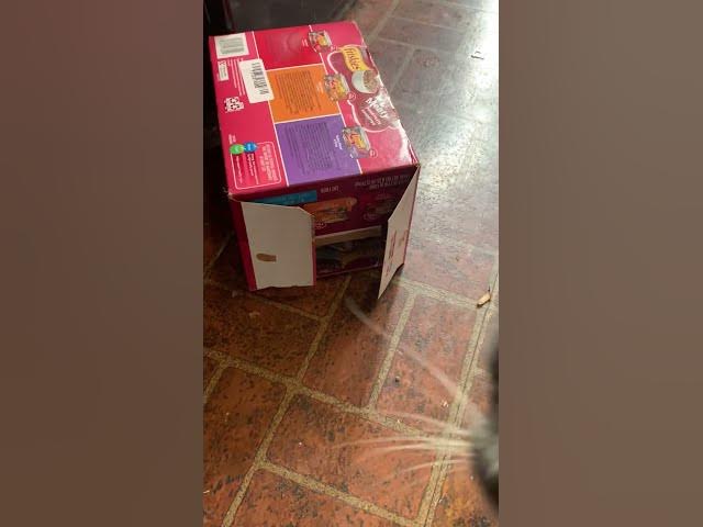 Video thumbnail for Zander, the Savannah cat stalking Grey Baby #Jack in the box stalker