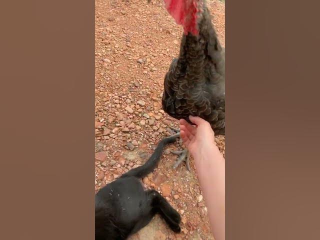 Video thumbnail for Turkey is jealous of cat