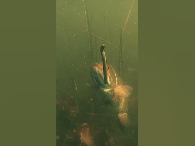 Video thumbnail for Here’s an underwater look at the Tiny Child Rig with a @ZManFishingProducts  Big TRD 💪