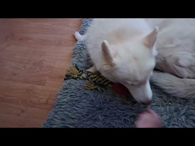 Video thumbnail for Dont touch my toy.. says Ghost