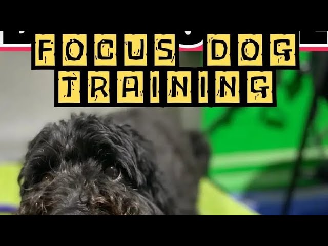 'Video thumbnail for Focus Dog Training: Train Your Dog To Ignore Distractions by Doggozila Magazine'