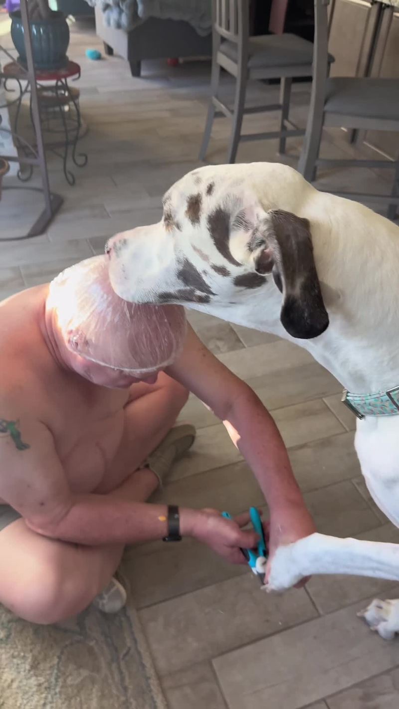 Video thumbnail for Great Dane Nail Trim with Hilarious Cheese Head Distraction