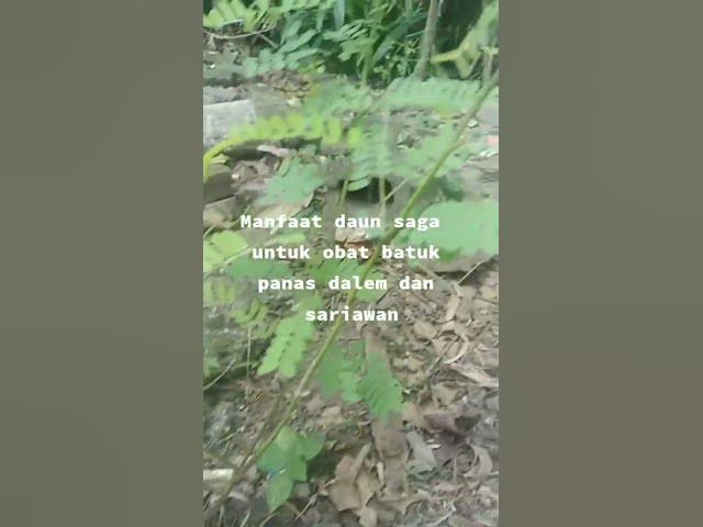 Video thumbnail for Manfaat Daun Saga#shorts #manfaatdaunsaga