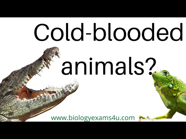 Video thumbnail for What are cold-blooded animals? 10 Examples of Cold-Blooded Animals
