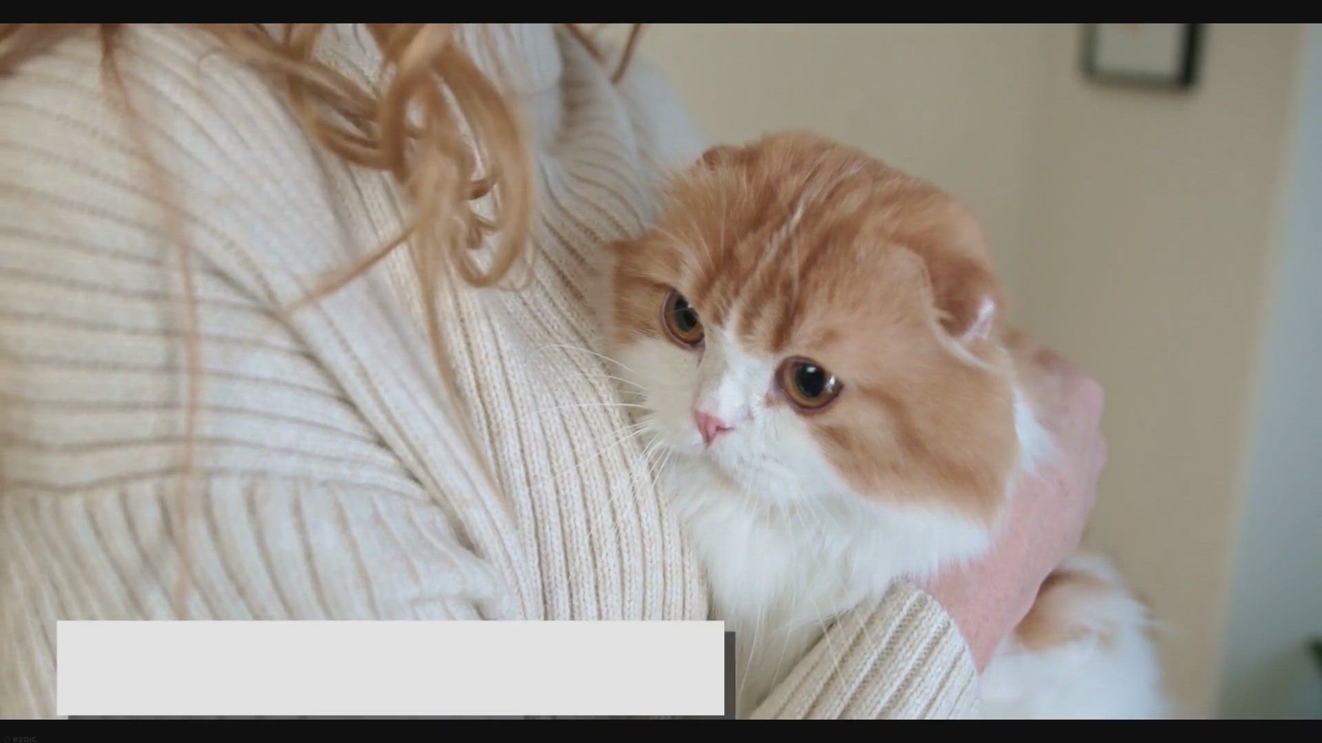 'Video thumbnail for The Complete Guide to Ragdoll Cats: Care, Health, and Creating the Perfect Home'