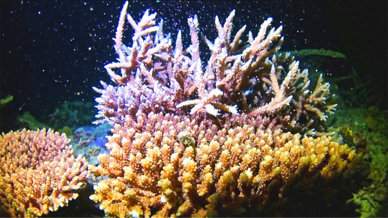 Video thumbnail for Diver Captures Coral Spawning Moment in Okinawa Waters