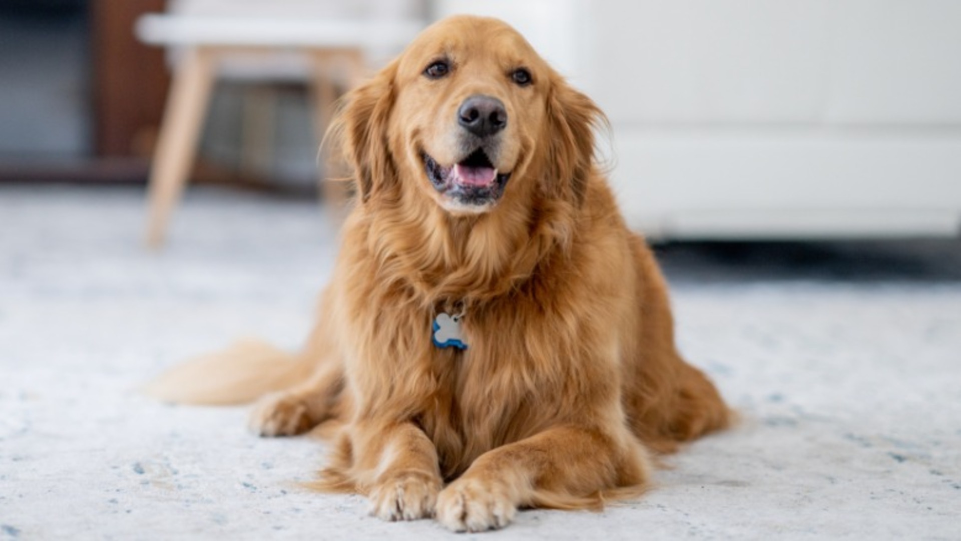 Video thumbnail for New Dog Coming Home? Everything You Need To Get Ready