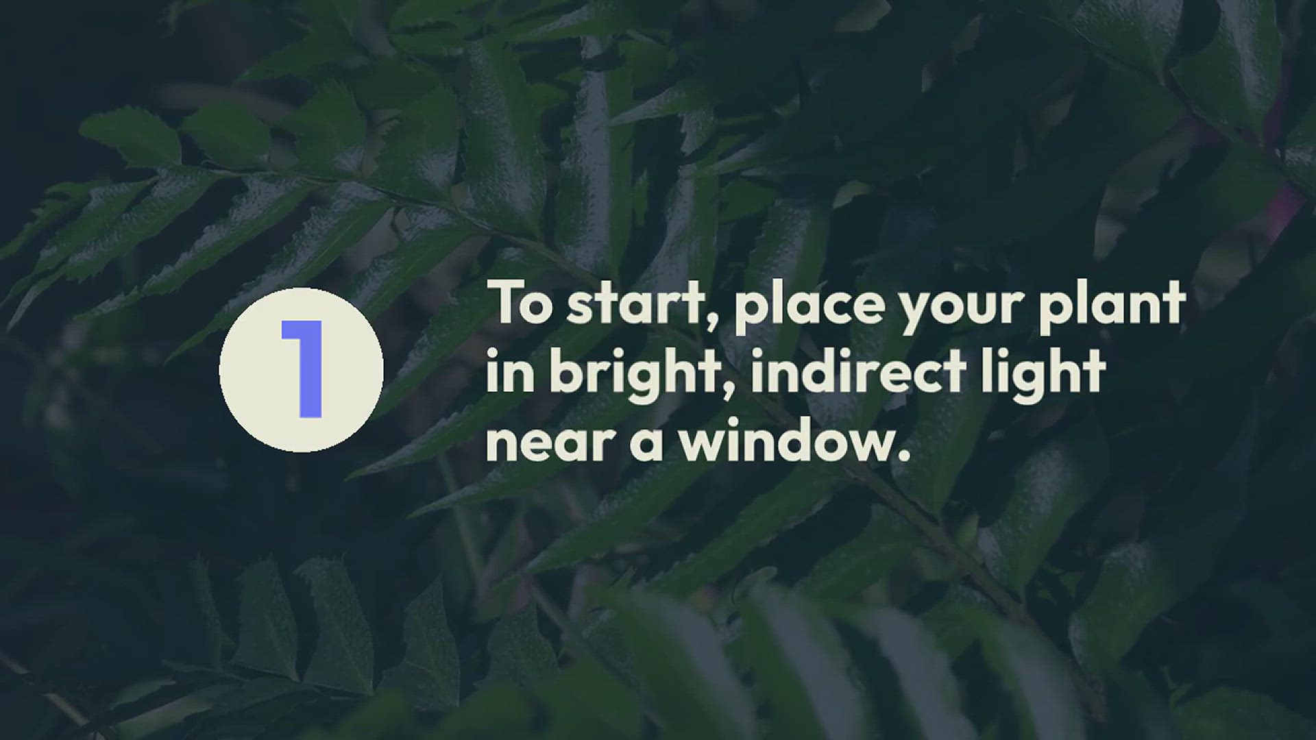 'Video thumbnail for How to Grow Dumb Cane Plant in Your House'