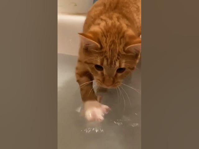 Video thumbnail for Aww #cats #cute #gatos