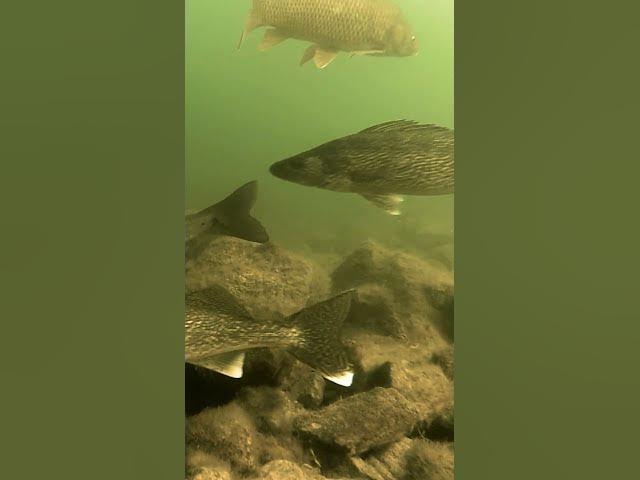 Video thumbnail for How many species did you see??