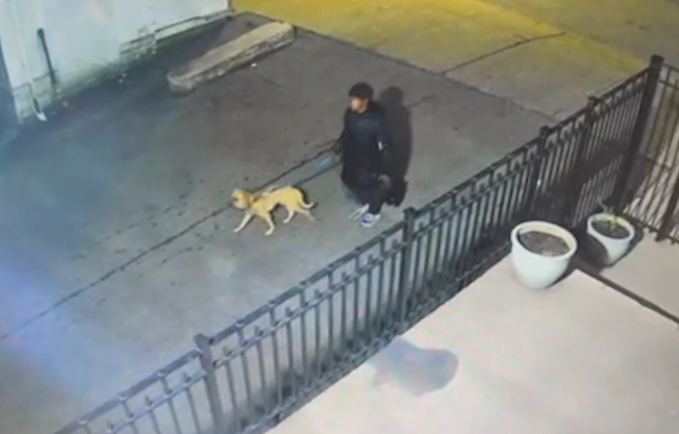 Video thumbnail for Yonkers woman indicted after dog with throat wounds was allegedly abandoned near cemetery