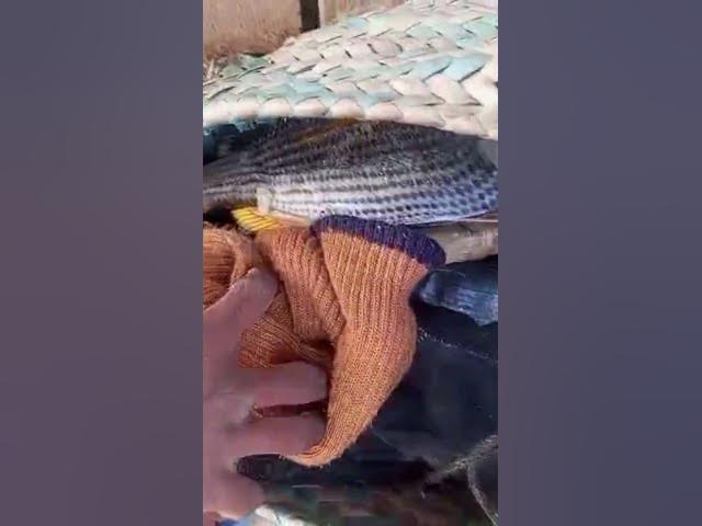 Video thumbnail for charna fishing 2026 captain #dj #cover #nttpride #handfish #amazingfishing