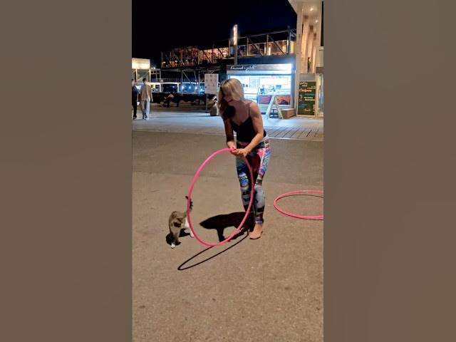 Video thumbnail for Cat wants to hula hoop! #cutecat #catlife #hulahoops #cutecatshorts #hoops