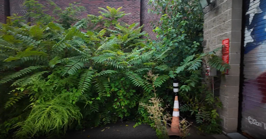 Video thumbnail for Throggs Neck BID steps in to clean up overgrown property impacting neighbor
