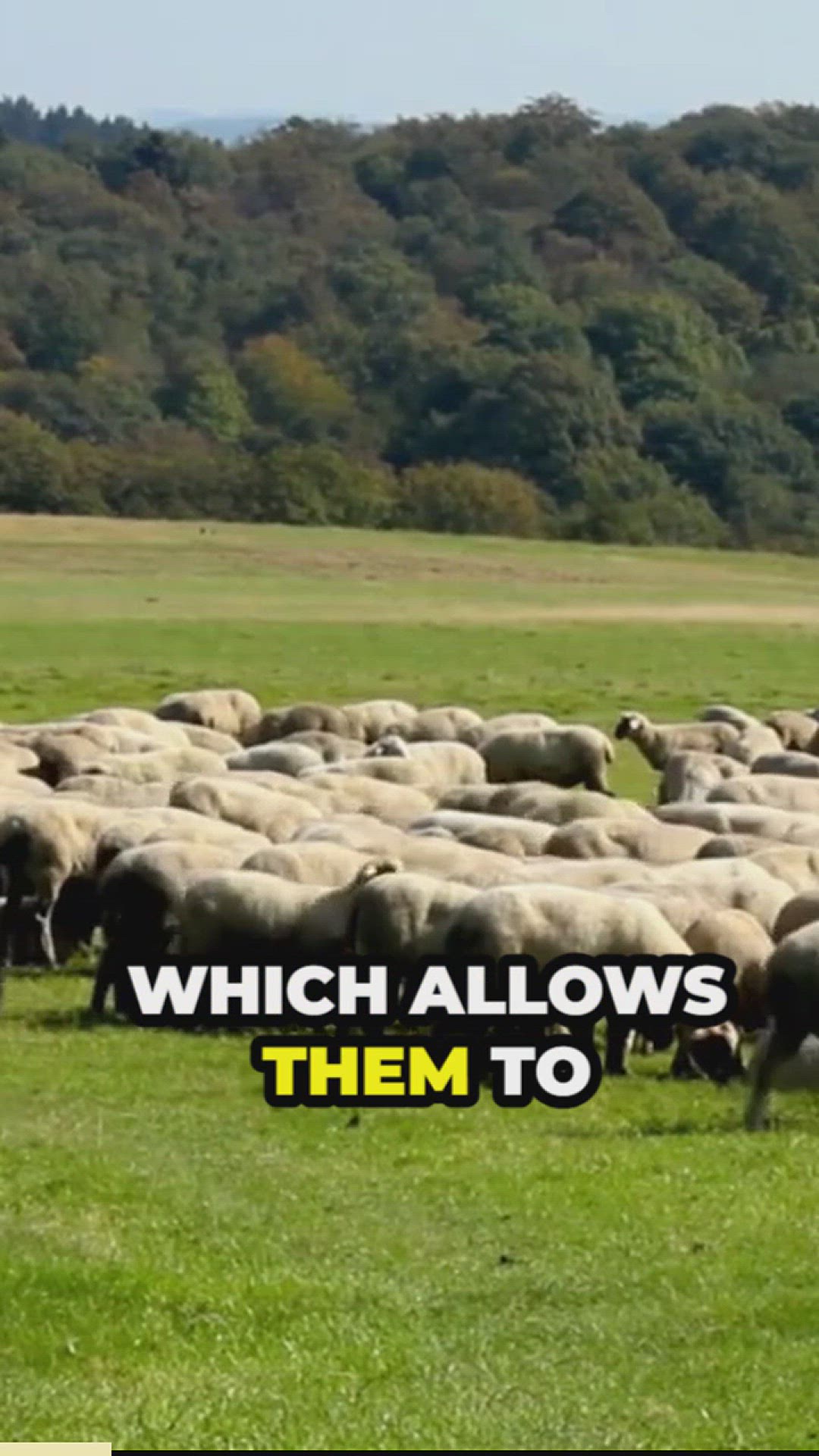 'Video thumbnail for the secrets of german shepherd herding'