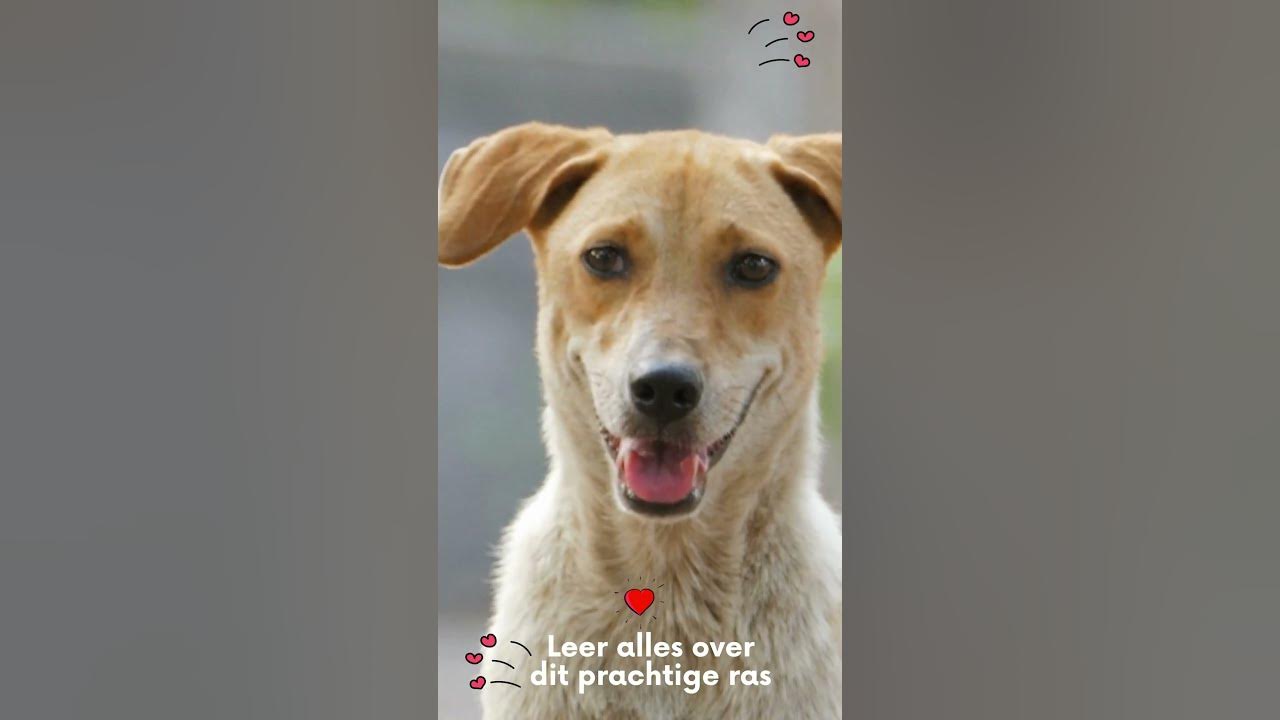 Video thumbnail for Leer alles over je favoriete huisdieren