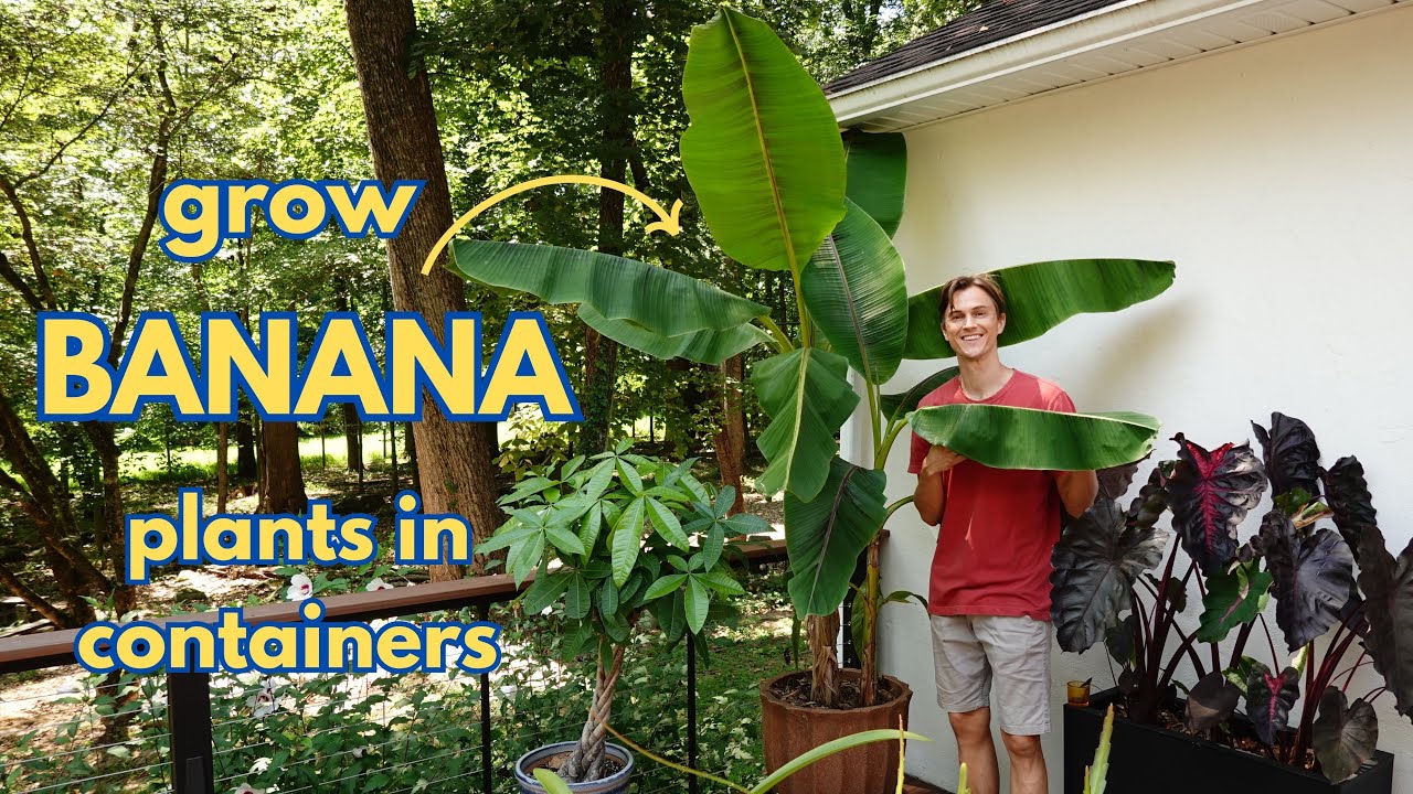Video thumbnail for BANANA Plants - Growing Tips in Containers & How to Propagate (Musa & Ensete sp.)
