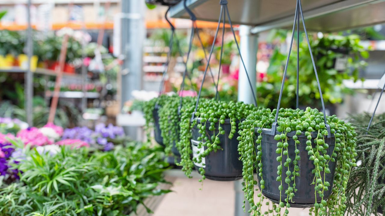 'Video thumbnail for Senecio Care: Secrets to Growing String of Pearls'