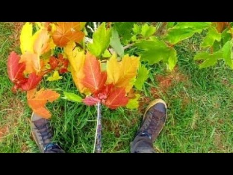 Video thumbnail for 🔥¿Cómo es? Árbol MAPLE SUMMER RED 🍁Arces Paisajismo Sustentable Plakarq Shop México. 🌿