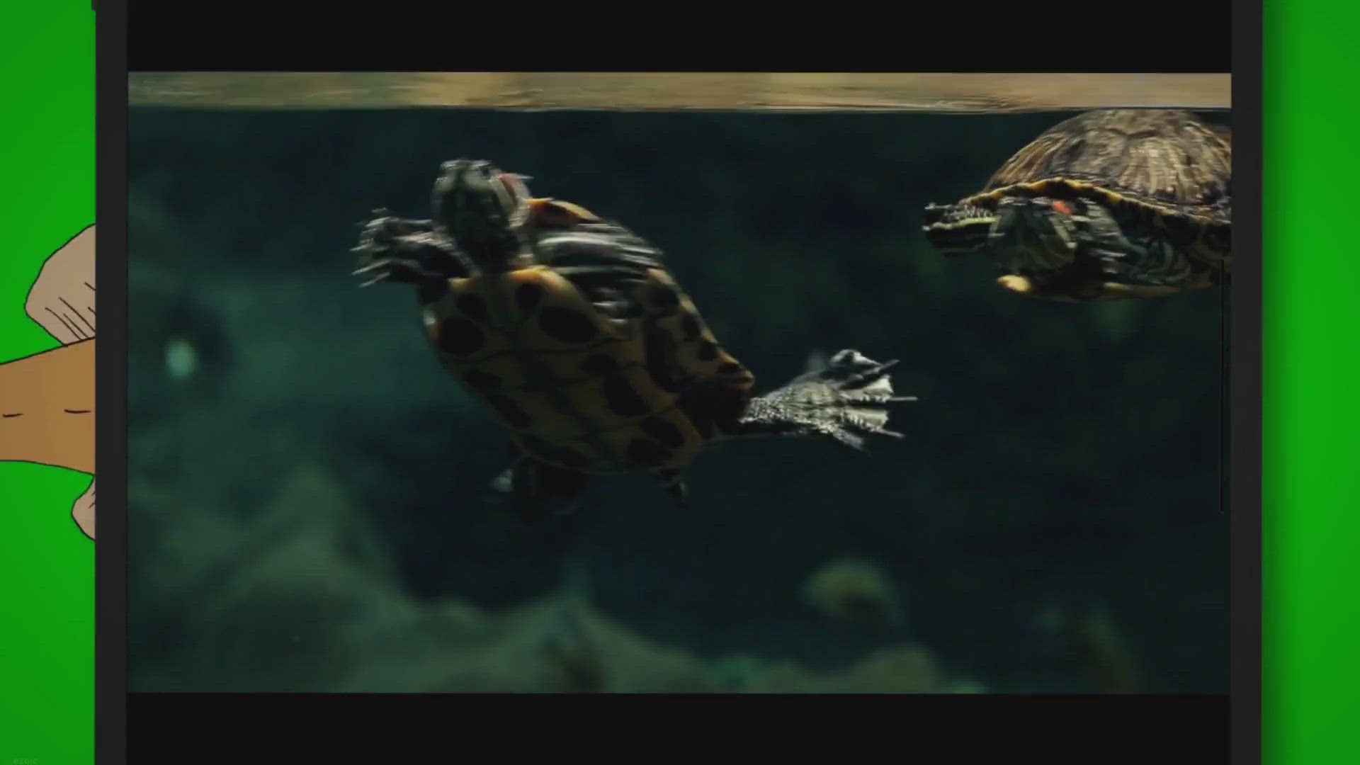 Video thumbnail for Ideal Tank Mates for Softshell Turtles – Creating a Harmonious Environment