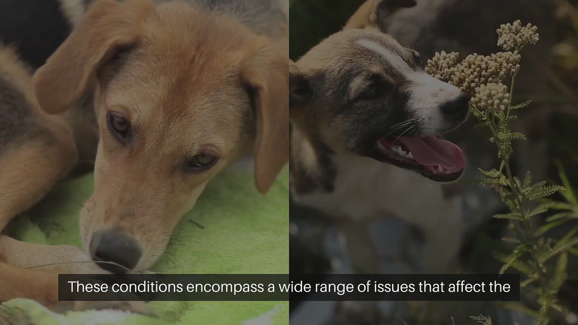 Video thumbnail for Pet Skin Conditions