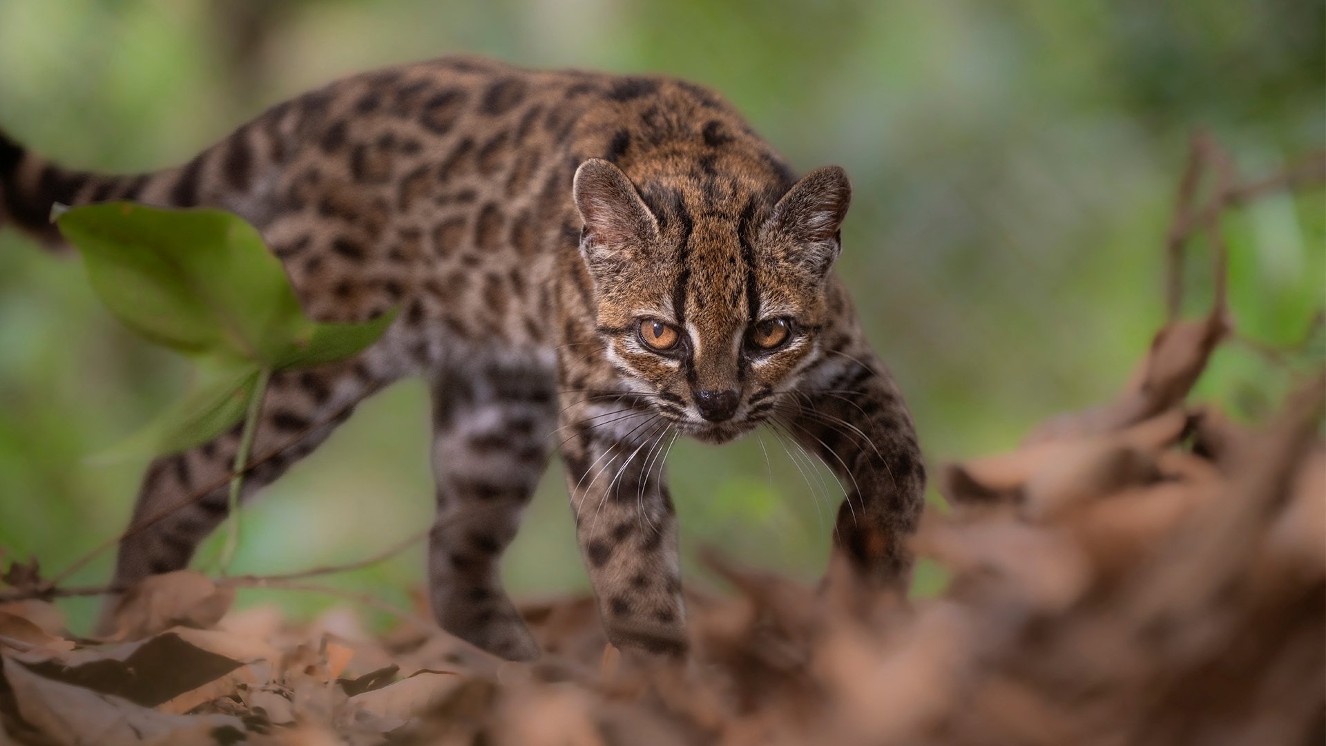 Video thumbnail for New cat species found, first in more than 100 years