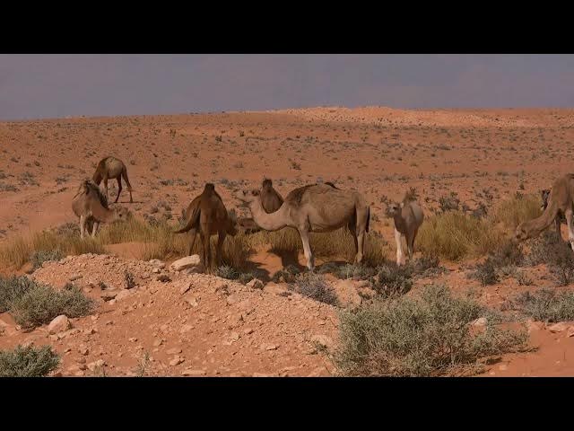 Video thumbnail for Sahara Desert & Dubai Desert