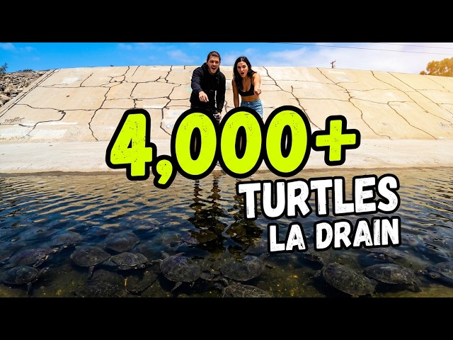 Video thumbnail for Thousands of Sea Turtles Living in a Los Angeles Drainage Ditch