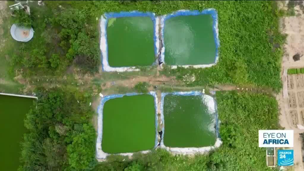 Video thumbnail for Senegal farmers turn to fish and rice farming