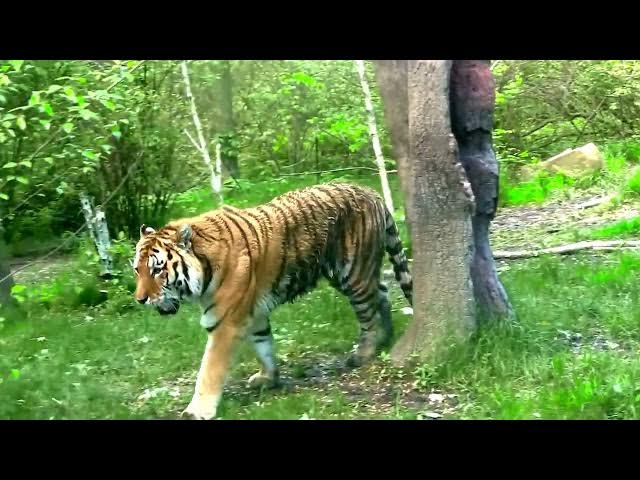 Video thumbnail for How Tigers React to Captivity vs  the Wild
