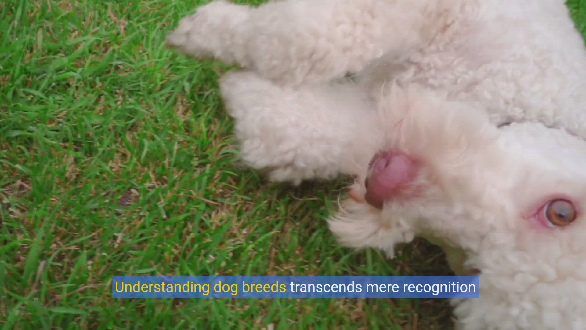'Video thumbnail for The Ultimate Guide to Dog Breeds: Traits, Training & Health'