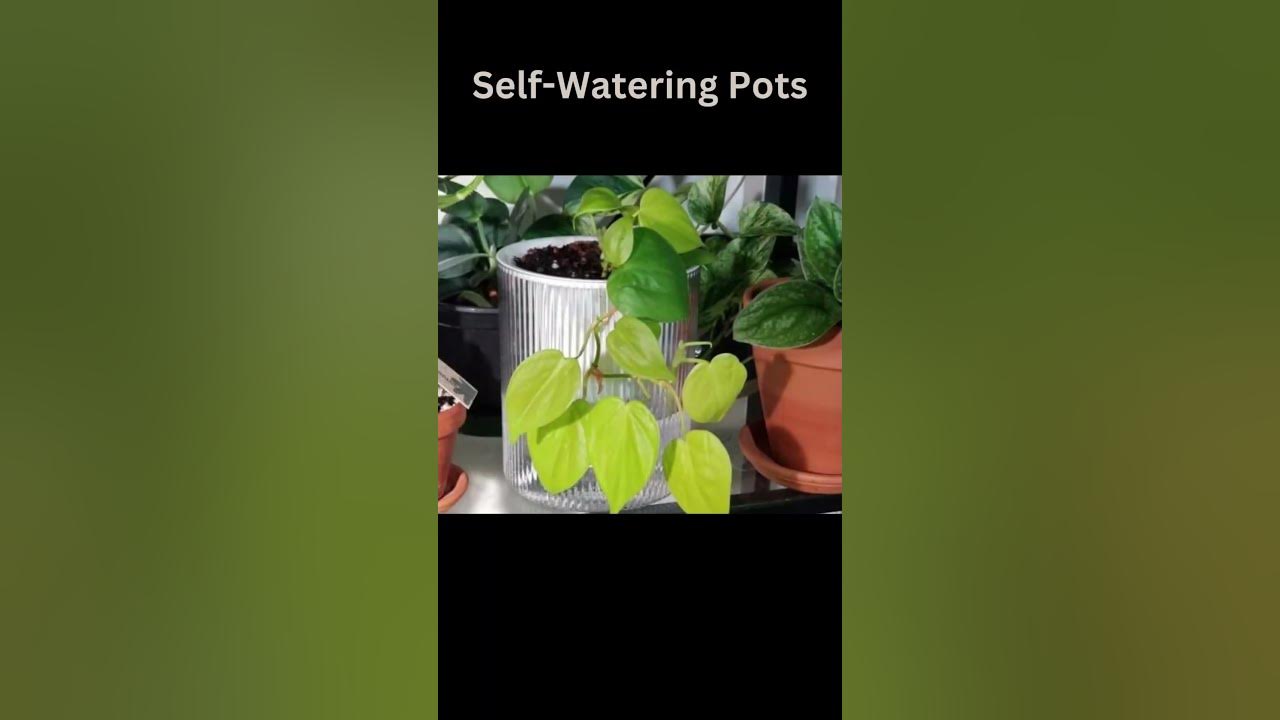 Video thumbnail for Indoor Plant Watering Tricks || #shorts #short  #indoorplants