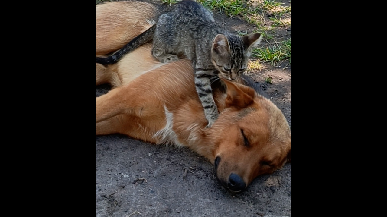 Video thumbnail for Cat Gently Kneads Dog's Neck
