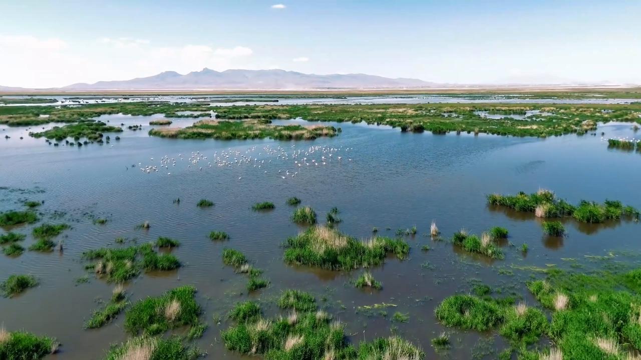 Video thumbnail for Türkiye: Migratory birds find refuge in central Türkiye’s Akgol wetland.