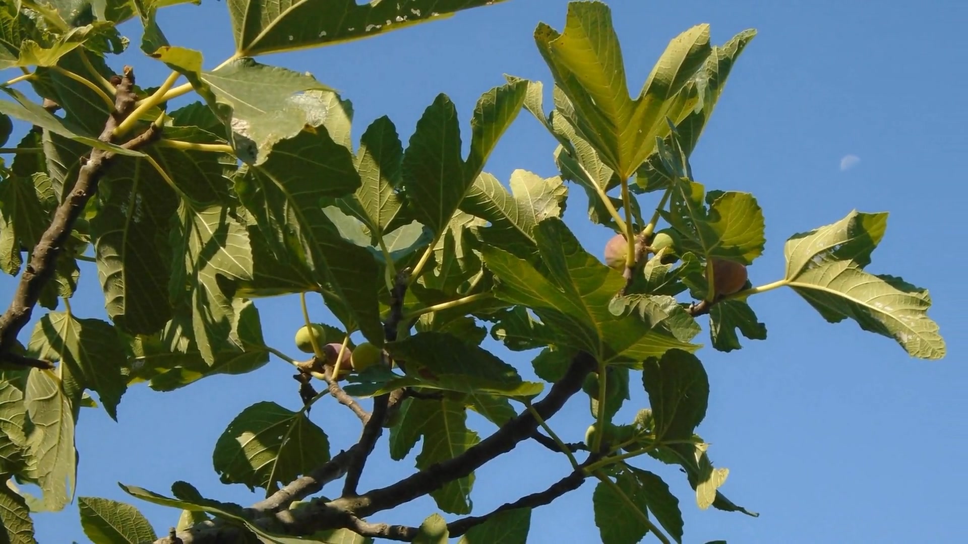Video thumbnail for Healing Powers of the Cape Fig: Traditional Uses and Scientific Insights