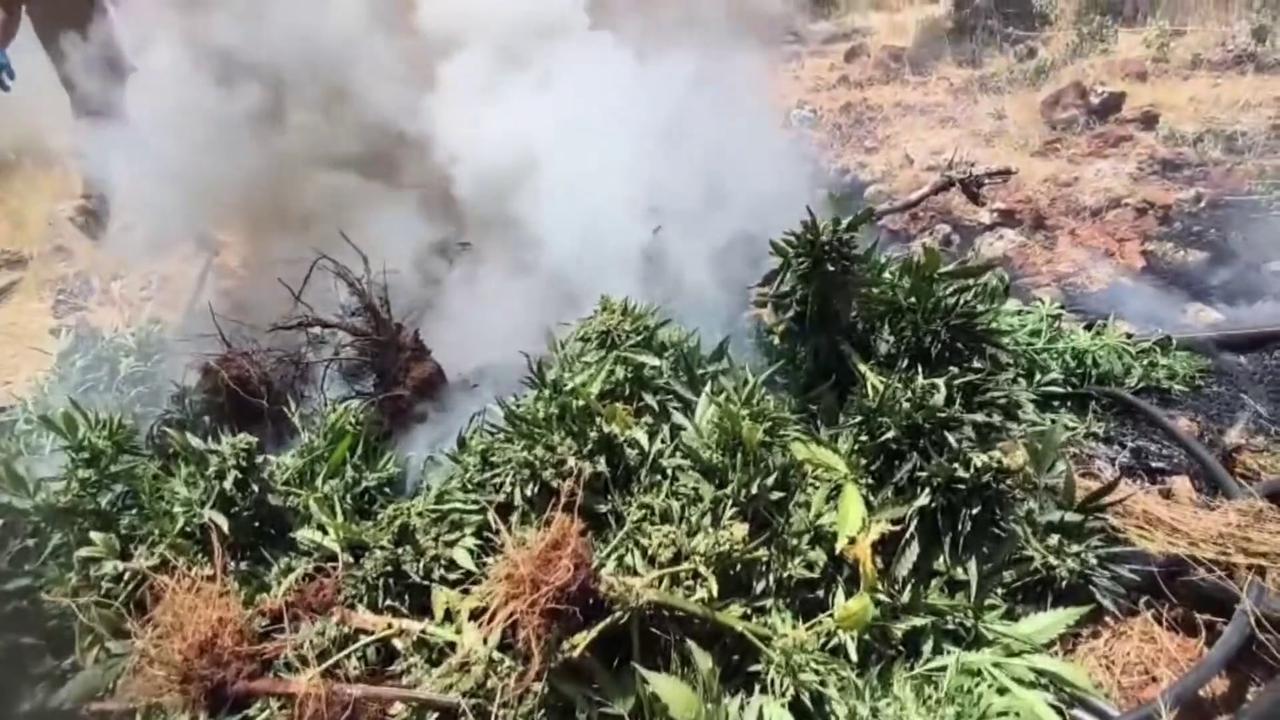 Video thumbnail for Turkey: Cannabis Plants Destroyed in Diyarbakır Province.