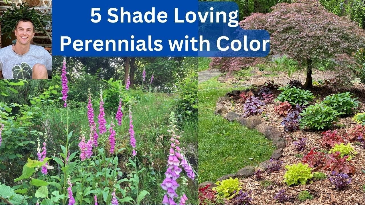 Video thumbnail for Five Perennials for the Shade Garden with Color