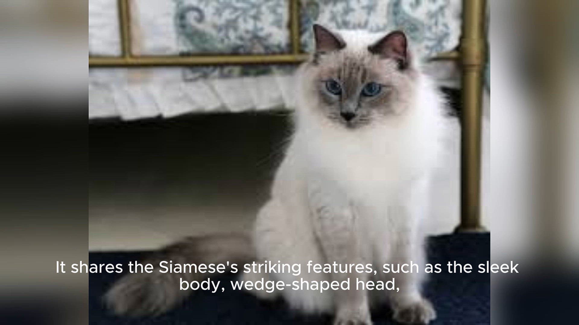 Video thumbnail for Balinese