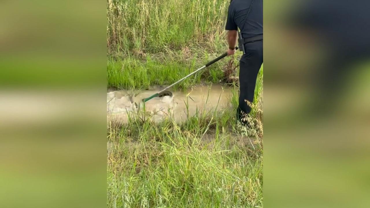 Video thumbnail for US: Alligator Removed From Creek Behind Texas Fire Station.