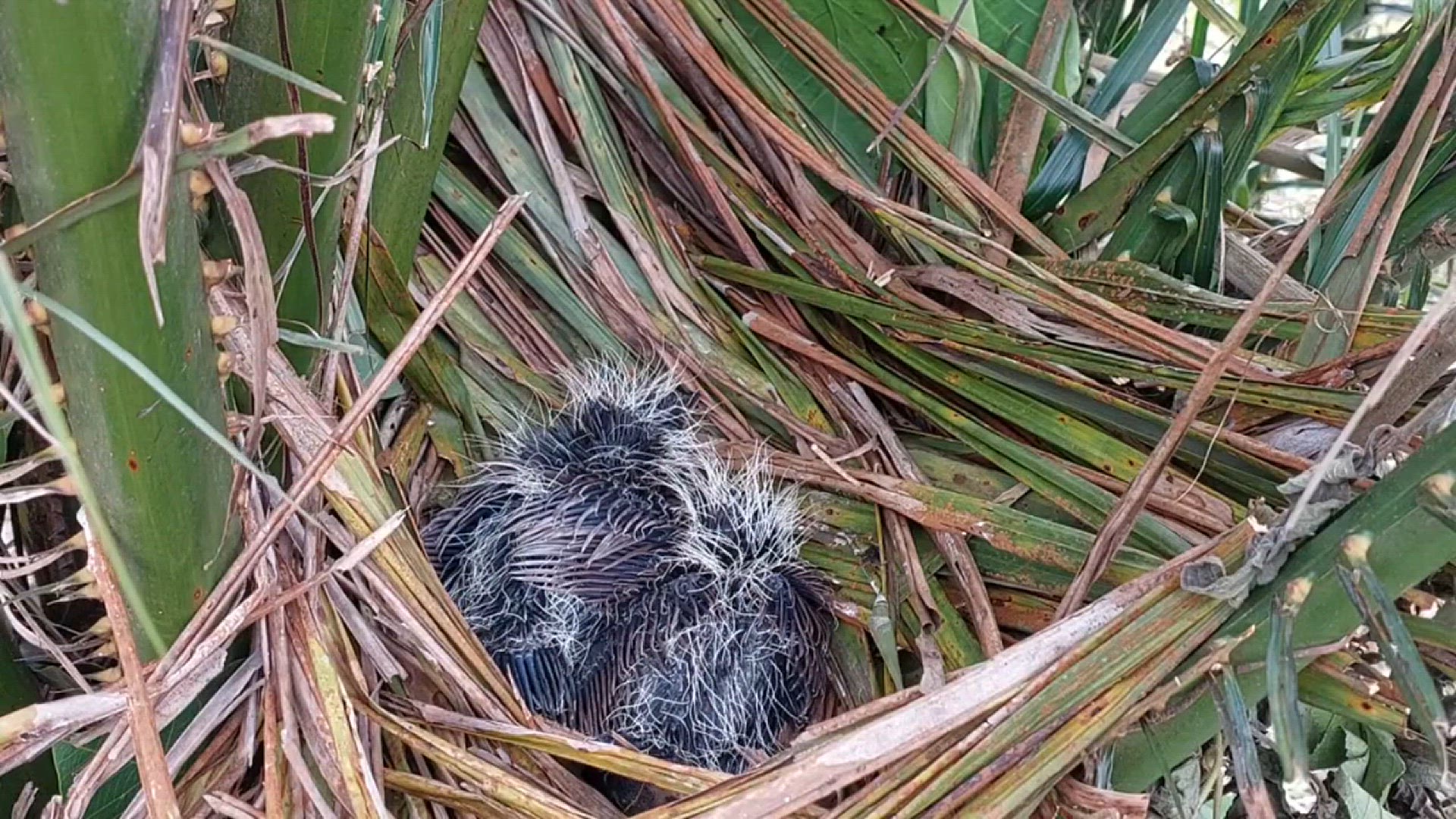 Video thumbnail for MUSIM BURUNG PREDATOR BERSARANG TELAH TIBA