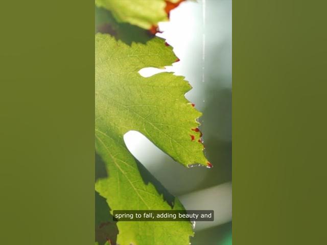 Video thumbnail for Fast Growing Flowering Vines